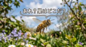 戻りバチの画像