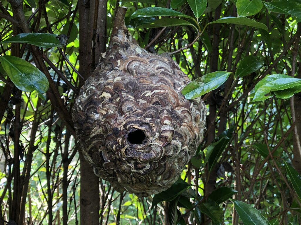 スズメバチの巣の画像
