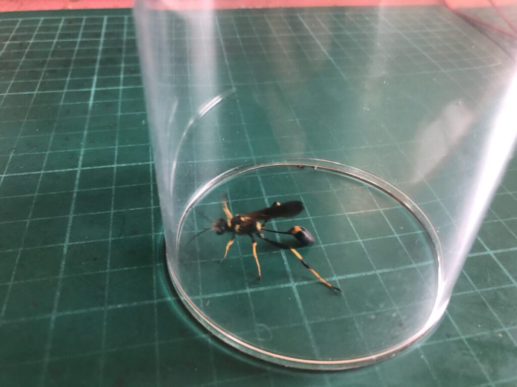 巣から孵化したドロバチ