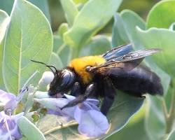 雄クマバチの画像