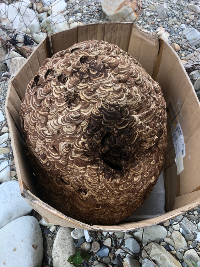 JR紀勢本線鉄道橋蜂駆除その2