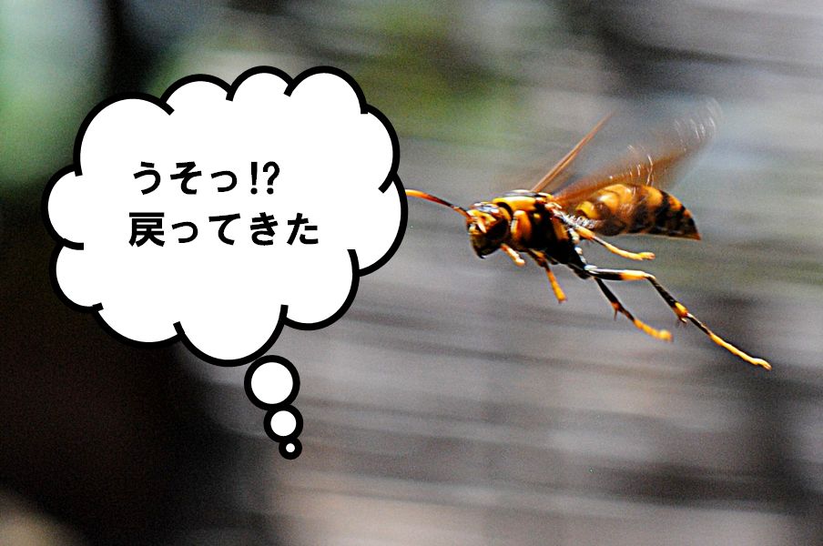 戻りバチの画像