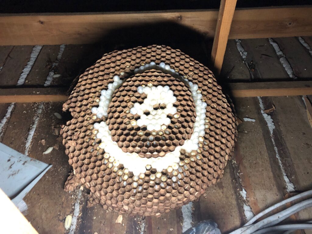 オオスズメバチの巣の画像