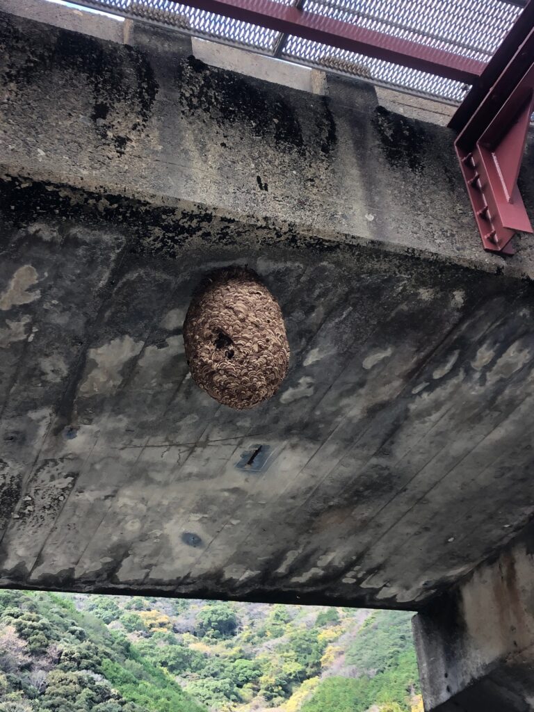 JR紀勢本線鉄道橋蜂駆除その1