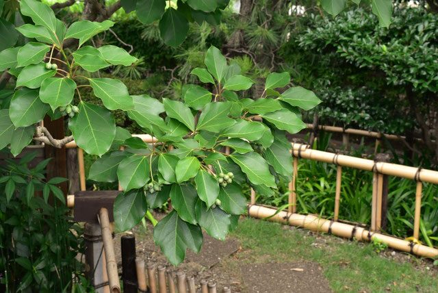 カクレミノの画像