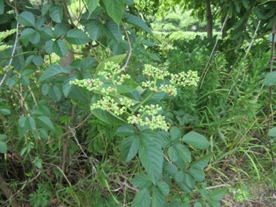 ヤブカラシの画像3