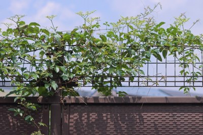 ヤブカラシの画像2