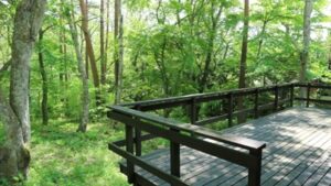 ウッドデッキの画像