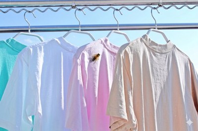 洗濯物にハチがたかる画像