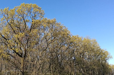 コナラの画像１