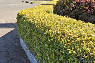 ボックスウッドの画像1