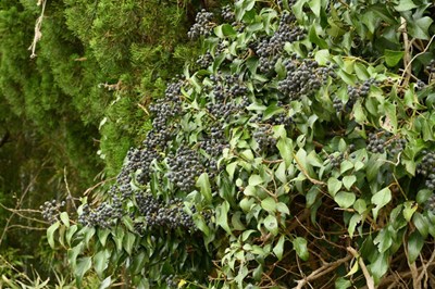 キヅタの画像１