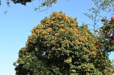 キヅタの画像２