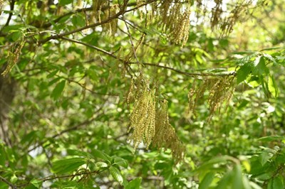 クヌギの画像２