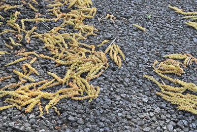 クヌギの画像３