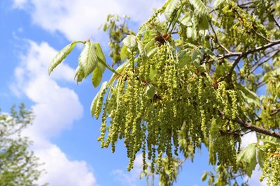 コナラの画像２