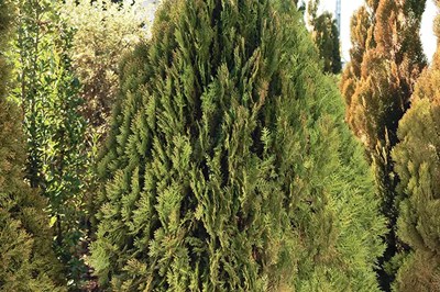 コノテガシワの画像