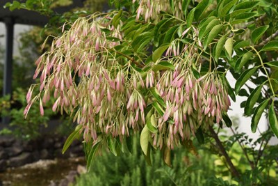 シマトネリコの画像2