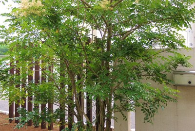 シマトネリコの画像1