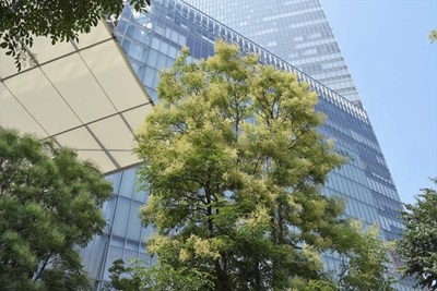 シマトネリコの画像3