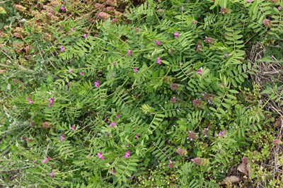 カラスノエンドウの画像１