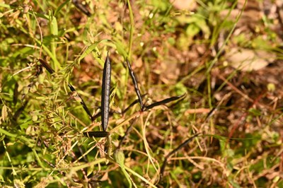 カラスノエンドウの画像３