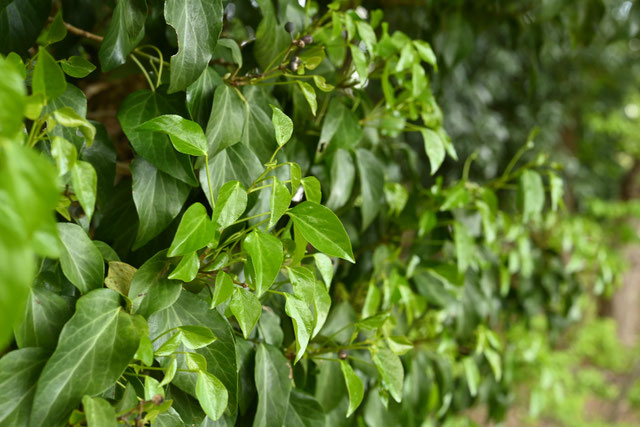 キヅタの画像３