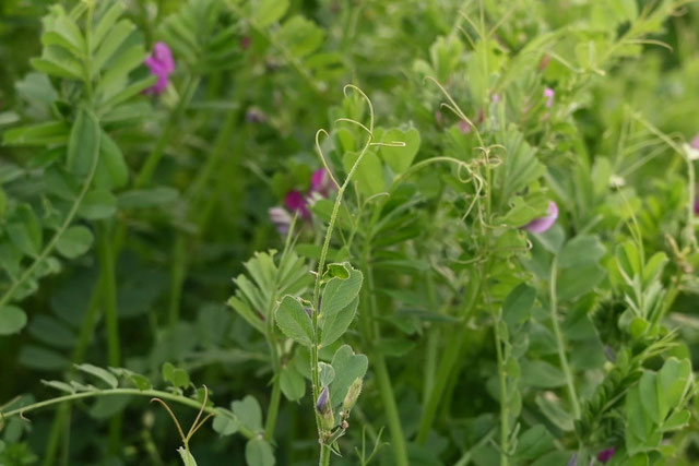 カラスノエンドウの画像２