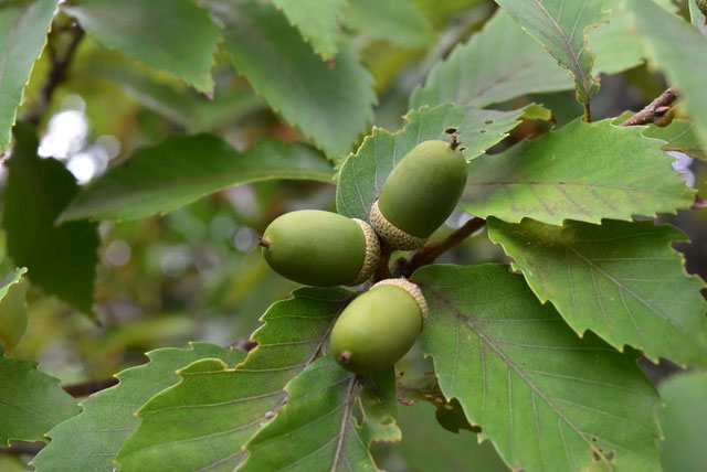 コナラの画像３