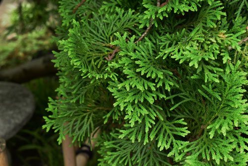 ニオイヒバの画像