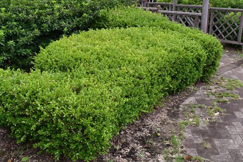 ボックスウッドの画像3