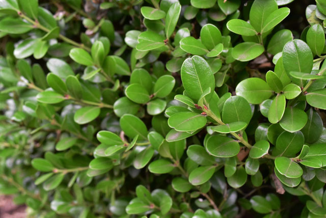 ボックスウッドの画像2