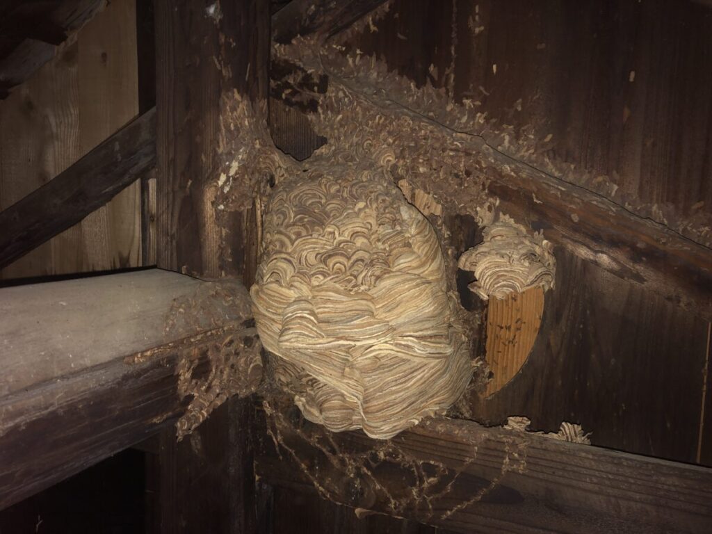 黄色スズメバチの巣2