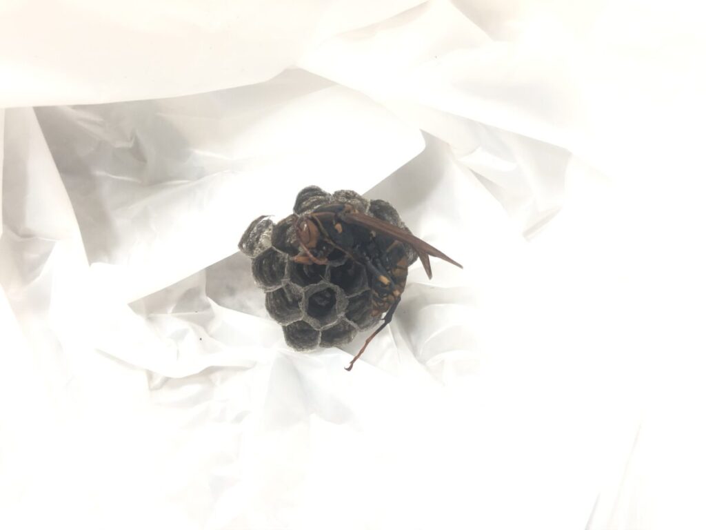駆除した女王バチと巣