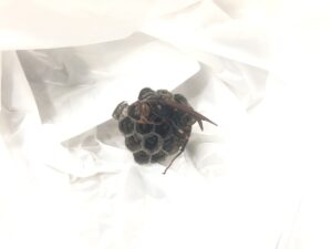 駆除した女王バチと巣