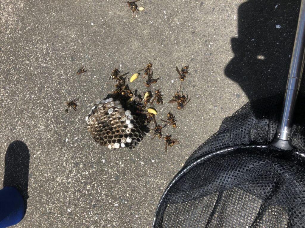 散水ホースのドラムにもアシナガバチの巣
