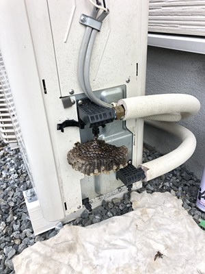 駆除した室外機に作られたアシナガバチの巣