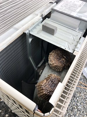 駆除した室外機の中のアシナガバチの巣1