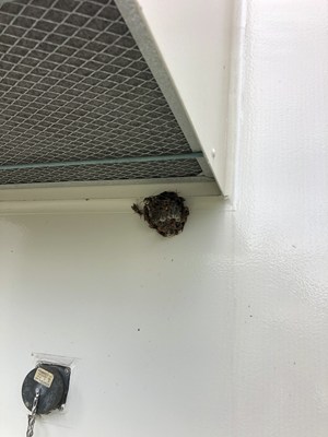換気口に作られたハチの巣