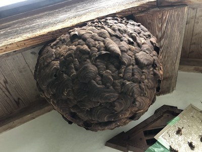 スズメバチの巣1