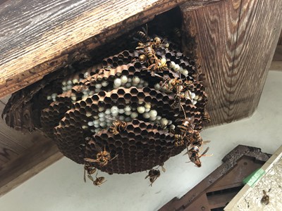 スズメバチの巣3