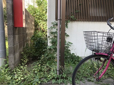 草刈り前