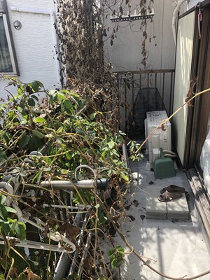 ベランダに覆い茂ったつる植物