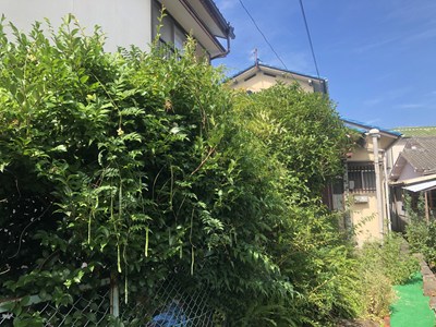 手入れされず伸び放題の植物