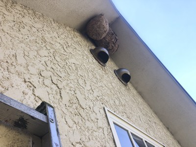 3連はしごでも届かない天空の牙城2