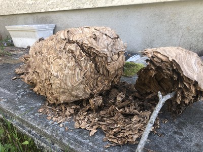 取り除いた巨大な2個のスズメバチの巣1