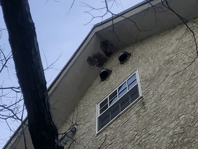 駆除跡を地上から仰ぎ見る
