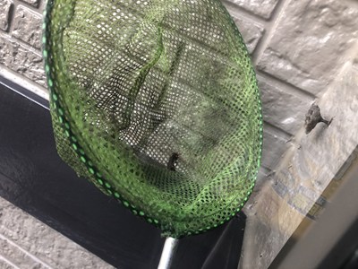 駆除された女王バチ1