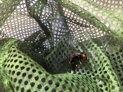 駆除された女王バチ2