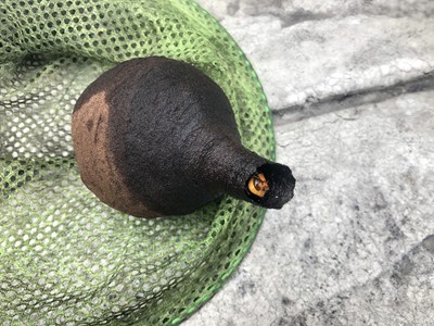 出口で力尽きた女王バチ